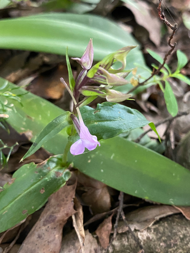 Forest False-Disa (Brownleea coerulea)
