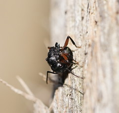 Polyrhachis femorata