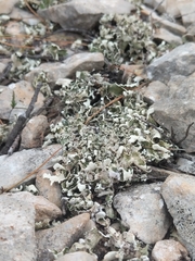 Cladonia foliacea