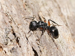 Polyrhachis femorata