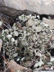 Cladonia foliacea