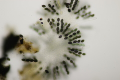 Podospora tetraspora