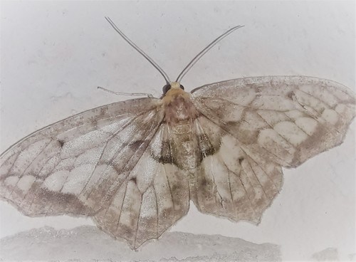 Hydatoscia ategua