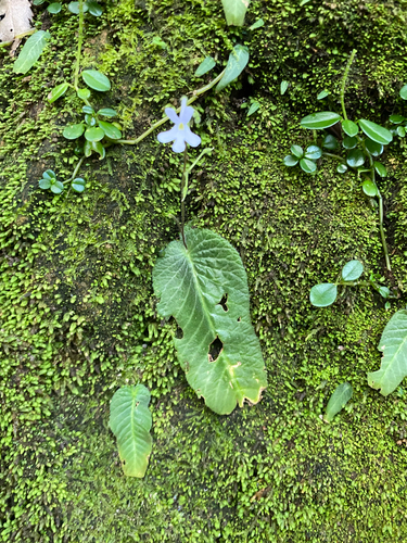 Streptocarpus pentherianus