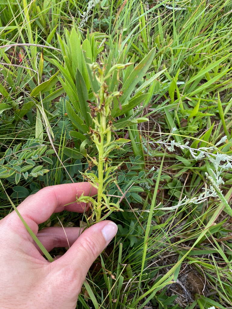 Habenaria tysonii