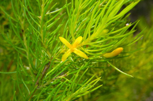 fine-leaf geebung (Persoonia tenuifolia)