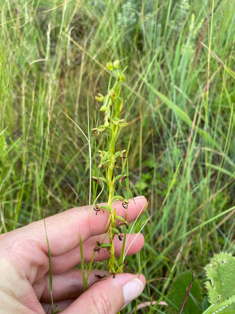 Habenaria filicornis