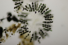 Podospora tetraspora