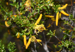 Persoonia terminalis, photograph (c) Lachlan Copeland, some rights reserved (CC BY-SA)