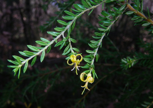 Persoonia terminalis