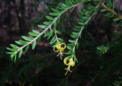 Persoonia terminalis