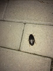 Dytiscus dimidiatus
