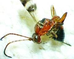 Gelis tenellus