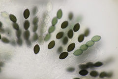 Podospora tetraspora