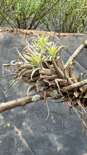 Tillandsia cauligera, photograph 1
