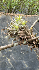Tillandsia cauligera
