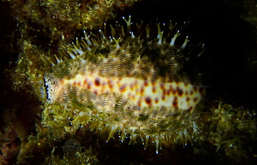 Cypraea pantherina observed 2026-02-02