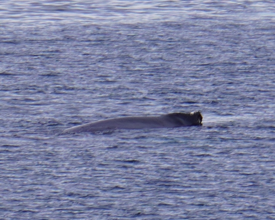 Megaptera novaeangliae