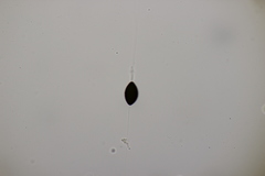 Podospora tetraspora