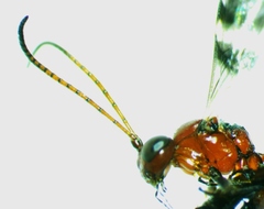 Gelis tenellus