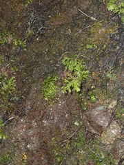Hymenophyllum polyanthon