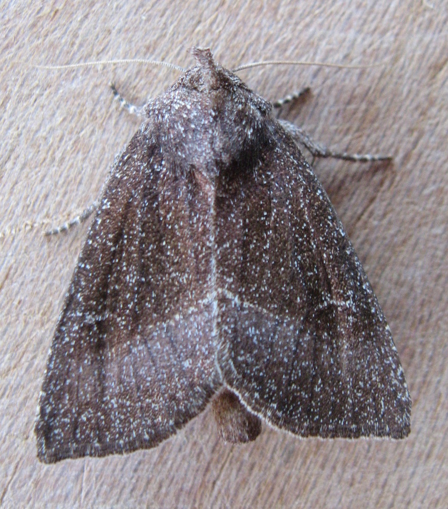 Silphium Borer Moth