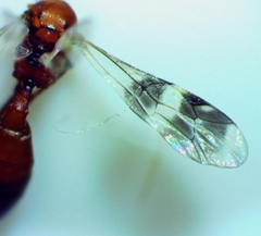 Gelis tenellus