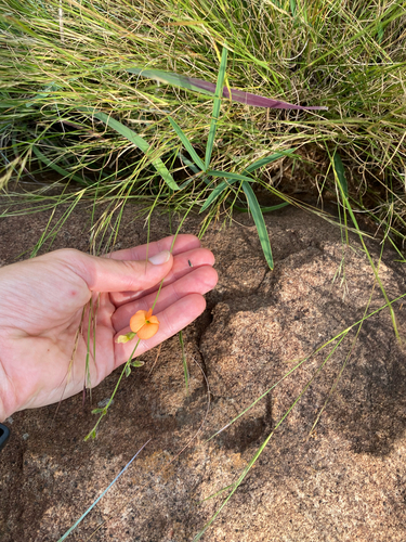 Orange Hoarypea (Tephrosia elongata)