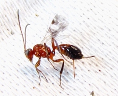 Gelis tenellus