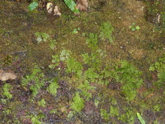 Hymenophyllum polyanthon