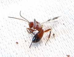 Gelis tenellus
