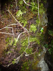 Hymenophyllum polyanthon