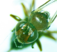Gelis tenellus