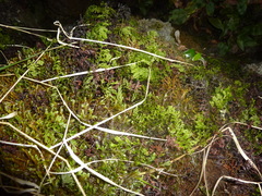 Hymenophyllum polyanthon