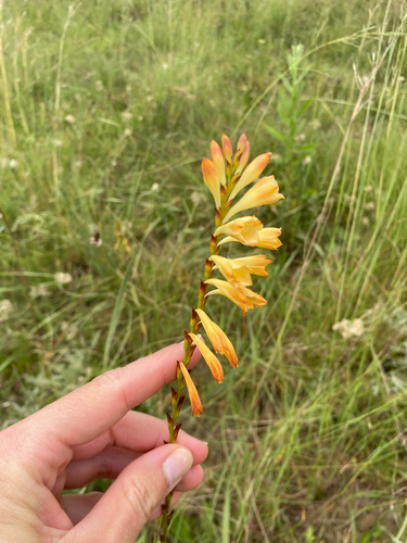 What-a-Watsonia (Watsonia watsonioides)