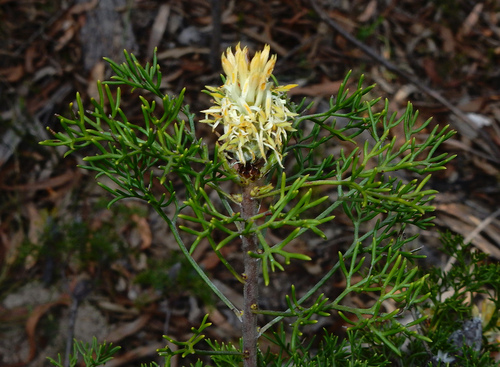 Petrophile canescens, photograph 6