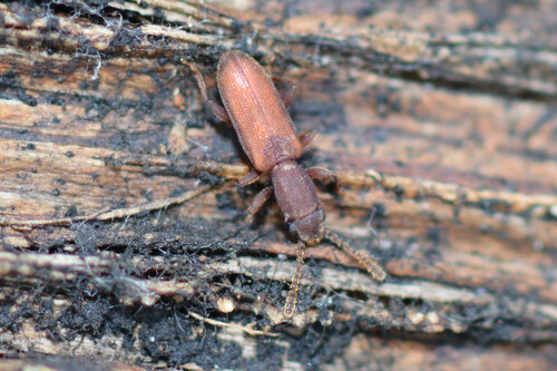 Two-toothed pine beetle