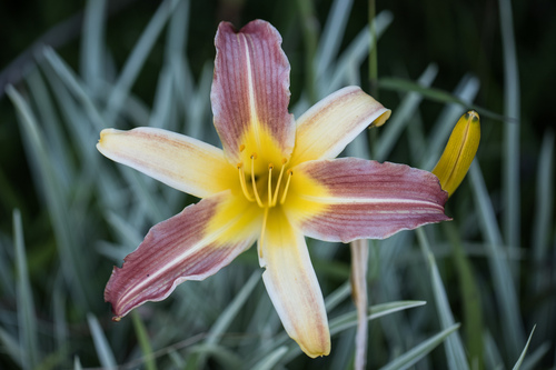Fulvous day-lily