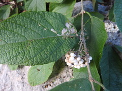 Callicarpa acuminata