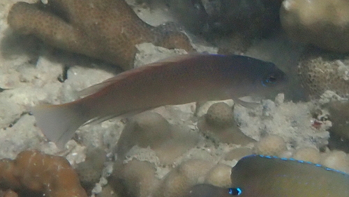 Sunrise dottyback (Pseudochromis flavivertex) — Pseudochromidae — 2
