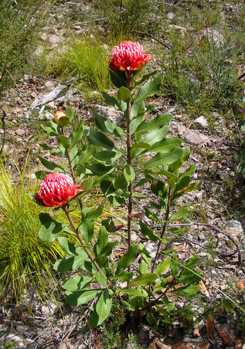Gibraltar Range Waratah (Telopea aspera)