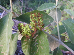 Callicarpa acuminata