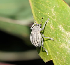 Psapharus ruficornis