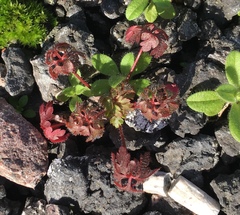Geranium robertianum