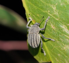 Psapharus ruficornis