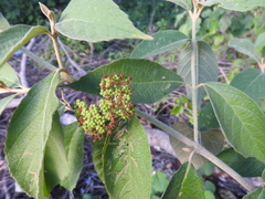 Callicarpa acuminata