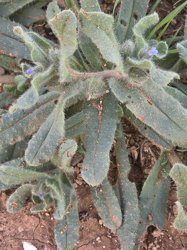 Nonea micrantha
