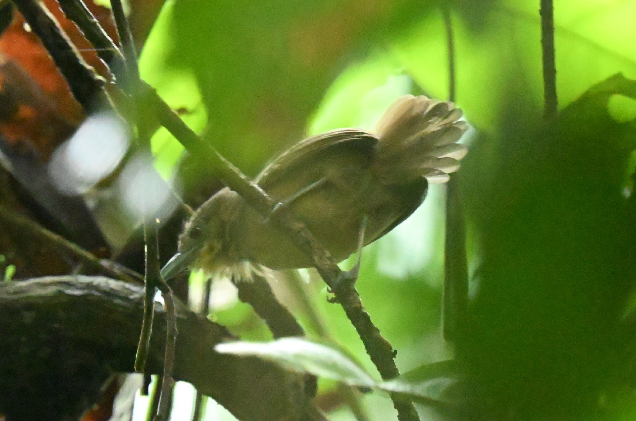 Checker-throated Stipplethroat (Epinecrophylla fulviventris), photo 6