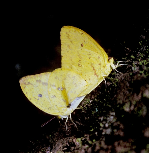 Tailed Sulphur