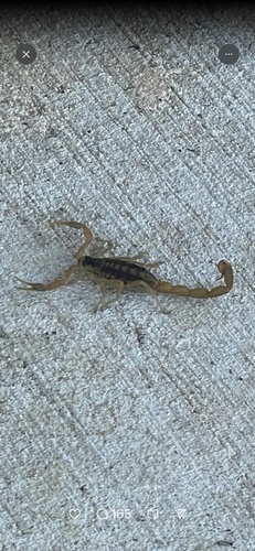 Striped Bark Scorpion